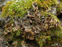 Attēlu rezultāti vaicājumam “Peltigera extenuata”