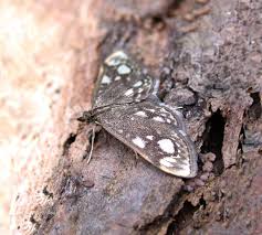 Attēlu rezultāti vaicājumam “Anania stachydalis”