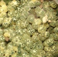 Attēlu rezultāti vaicājumam “Hypocrea gelatinosa”