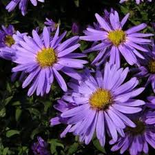 Attēlu rezultāti vaicājumam “Symphyotrichum x salignum flower”