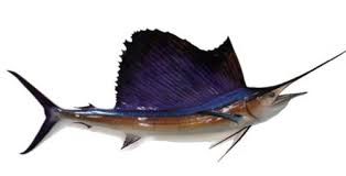 Image result for Kajikia albida