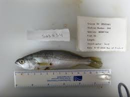 Image result for Cynoscion regalis