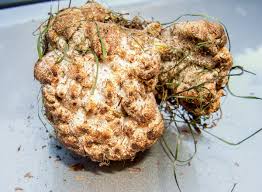 Attēlu rezultāti vaicājumam “Abortiporus biennis”