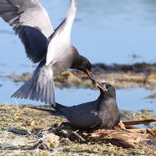 Attēlu rezultāti vaicājumam “Chlidonias niger eggs”