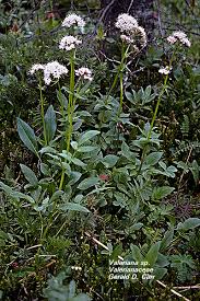 Attēlu rezultāti vaicājumam “Valerianaceae”