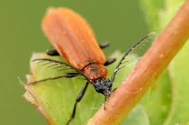 Attēlu rezultāti vaicājumam “Schizotus pectinicornis”