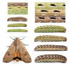 Attēlu rezultāti vaicājumam “Noctua fimbriata larva”