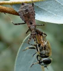 Attēlu rezultāti vaicājumam “Himacerus apterus”