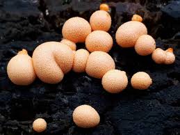 Attēlu rezultāti vaicājumam “Lycogala succineum”