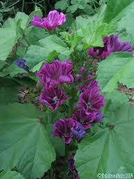 Image result for Malva sylvestris 'Zebrina'