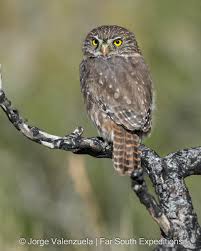 Attēlu rezultāti vaicājumam “Strigiformes”