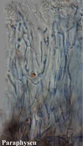 Attēlu rezultāti vaicājumam “Lecanactis abietina”