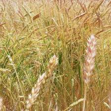 Attēlu rezultāti vaicājumam “Triticum aestivum”