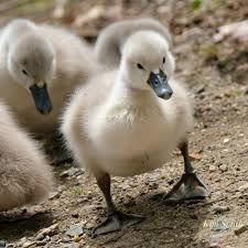 Attēlu rezultāti vaicājumam “Cygnus olor juvenile”