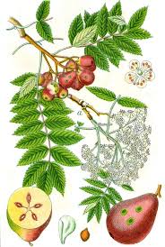 Attēlu rezultāti vaicājumam “Sorbus”