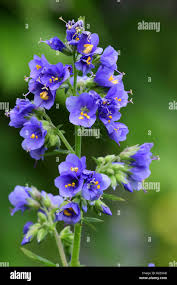 Attēlu rezultāti vaicājumam “Polemonium caeruleum”