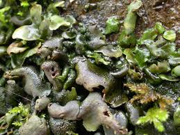 Attēlu rezultāti vaicājumam “Dermatocarpon luridum”