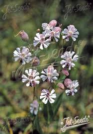 Image result for Silene vulgaris