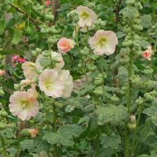 Attēlu rezultāti vaicājumam “Alcea rosea bud”