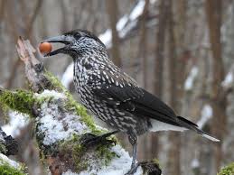 Image result for Nucifraga caryocatactes