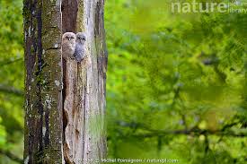 Attēlu rezultāti vaicājumam “Strix aluco juvenile”