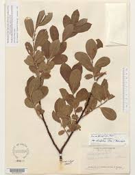 Attēlu rezultāti vaicājumam “Salix cinerea leaf”