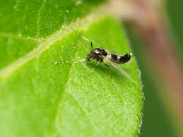Attēlu rezultāti vaicājumam “Cricotopus male”
