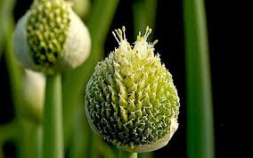 Attēlu rezultāti vaicājumam “Allium cepa bud”