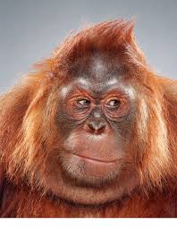 Image result for jill greenberg