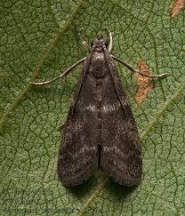 Attēlu rezultāti vaicājumam “Apomyelois bistriatella”