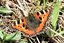 Attēlu rezultāti vaicājumam “Aglais urticae underside”