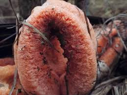 Attēlu rezultāti vaicājumam “Comatricha alta stalked”