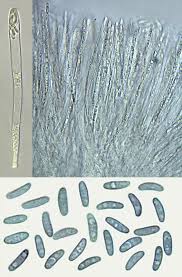 Attēlu rezultāti vaicājumam “Mollisia uda”