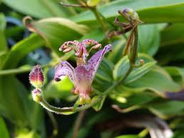 Image result for Tricyrtis `Black Beauty`