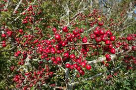 Attēlu rezultāti vaicājumam “Crataegus monogyna subsp. nordica”