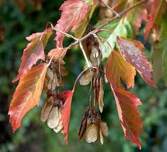 Attēlu rezultāti vaicājumam “Acer tataricum subsp. ginnala leaf”