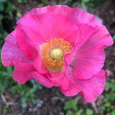 Image result for Papaver rhoeas 'Shirley'