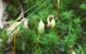 Attēlu rezultāti vaicājumam “Polytrichastrum formosum”