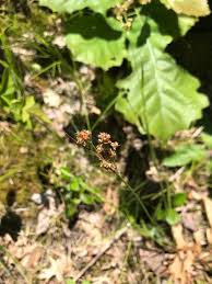 Attēlu rezultāti vaicājumam “Luzula multiflora”