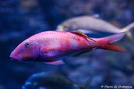 Image result for Parupeneus trifasciatus