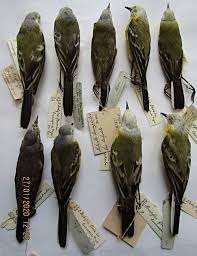 Attēlu rezultāti vaicājumam “Motacilla flava flava”