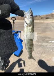 Image result for Sander vitreus