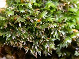 Attēlu rezultāti vaicājumam “Fissidens bryoides”