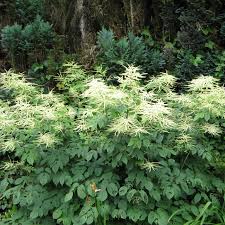 Image result for Aruncus dioicus