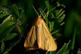 Attēlu rezultāti vaicājumam “Diacrisia sannio”