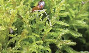 Attēlu rezultāti vaicājumam “Hamatocaulis vernicosus”