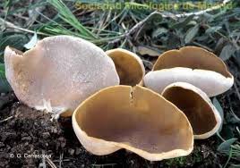 Attēlu rezultāti vaicājumam “Peziza varia”