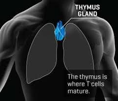 Image result for Thymus