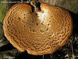 Attēlu rezultāti vaicājumam “Polyporus squamosus”