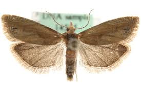 Attēlu rezultāti vaicājumam “Eucosma aspidiscana”